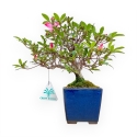 Rhododendron Indicum - Azalea - 24 cm