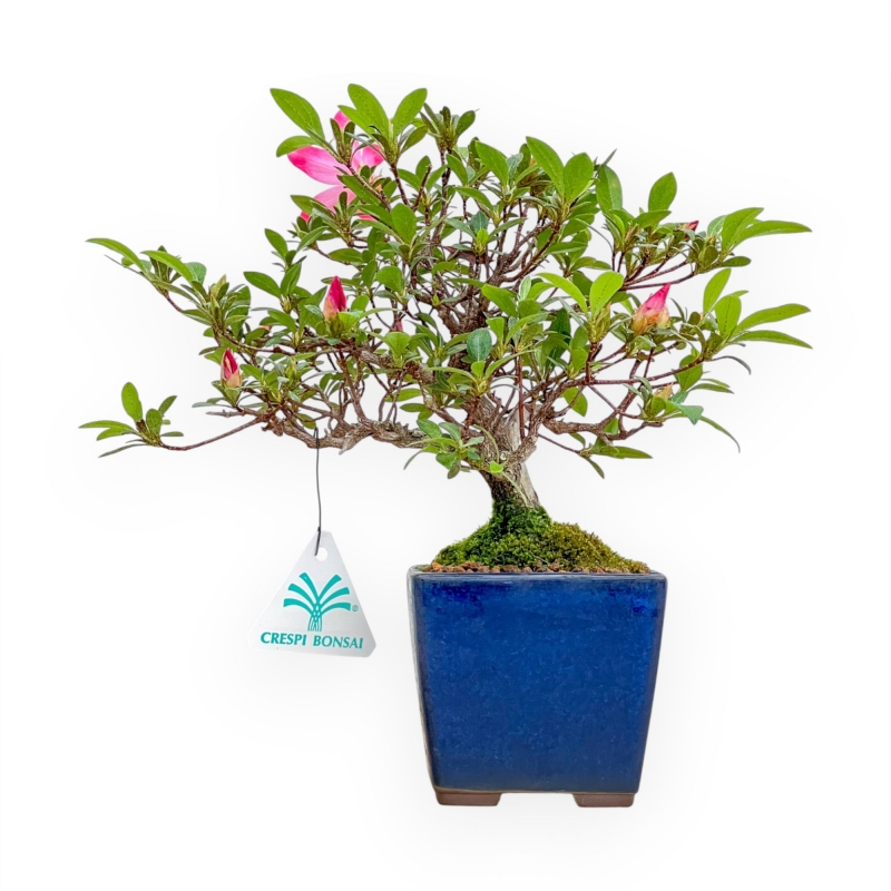 Rhododendron Indicum - Azalea - 24 cm