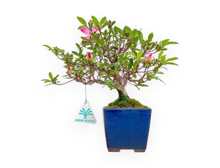 Rhododendron Indicum - Azalée - 24 cm