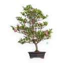 Rhododendron Indicum Hanabin - Azalea - 75 cm
