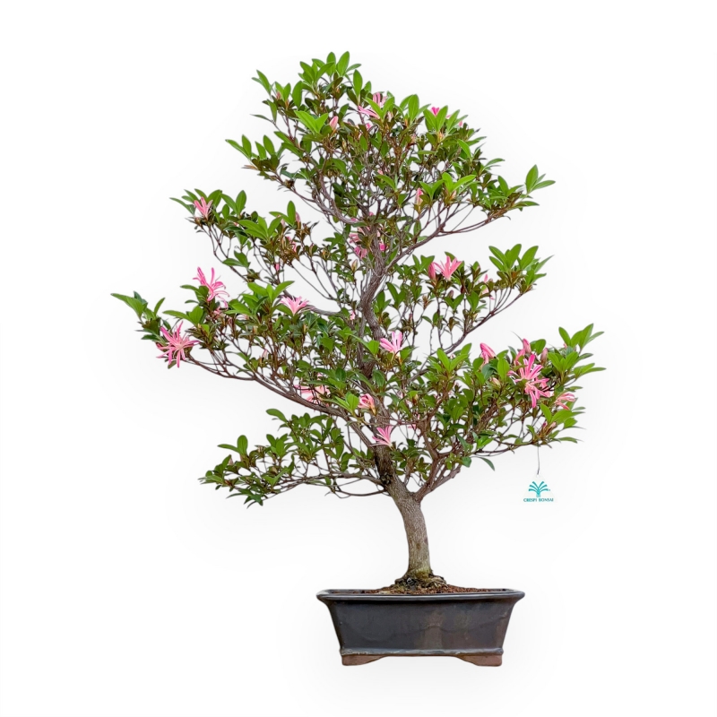 Rhododendron Indicum Hanabin - Azalea - 75 cm