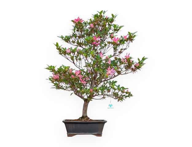 Rhododendron Indicum Hanabin - Azalée - 75 cm