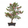 Rhododendron Indicum Hanabin - Azalea - 75 cm