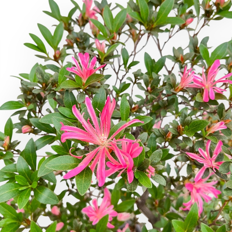 Rhododendron Indicum Hanabin - Azalea - 75 cm