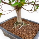 Rhododendron Indicum Hanabin - Azalea - 75 cm