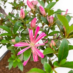 Rhododendron Indicum Hanabin - Azalea - 75 cm