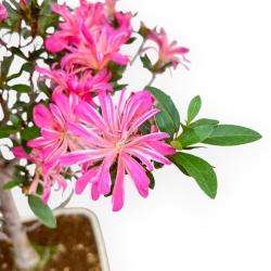 Rhododendron Indicum Hanabin - Azalea - 68 cm