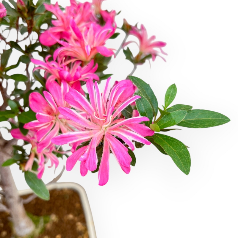 Rhododendron Indicum Hanabin - Azalea - 68 cm