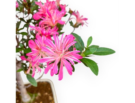 Rhododendron Indicum Hanabin - Azalea - 68 cm
