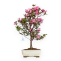 Rhododendron Indicum Hanabin - Azalea - 68 cm