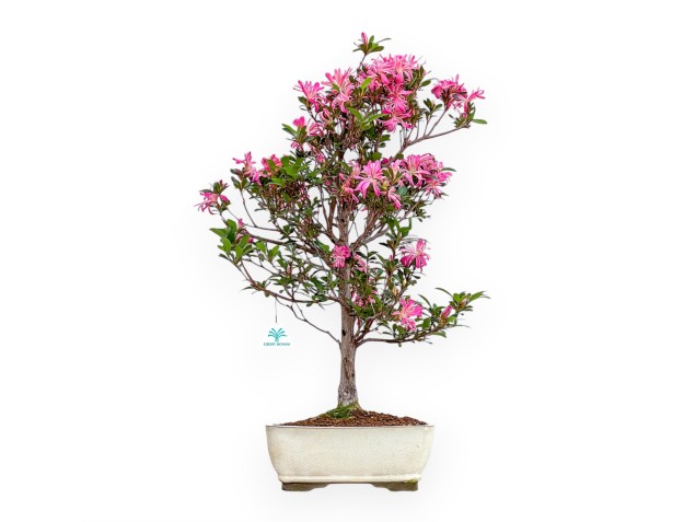 Rhododendron Indicum Hanabin - Azalée - 68 cm