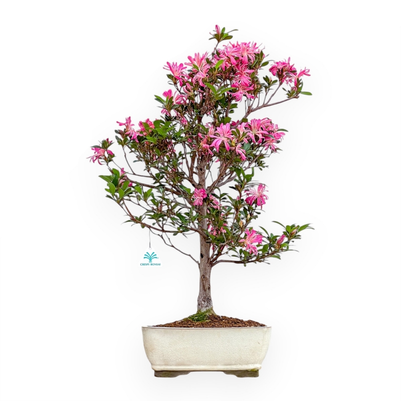 Rhododendron Indicum Hanabin - Azalea - 68 cm