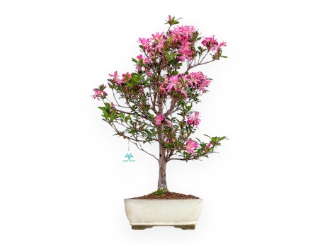 Rhododendron Indicum Hanabin - Azalea - 68 cm