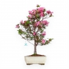 Rhododendron Indicum Hanabin - Azalea - 68 cm