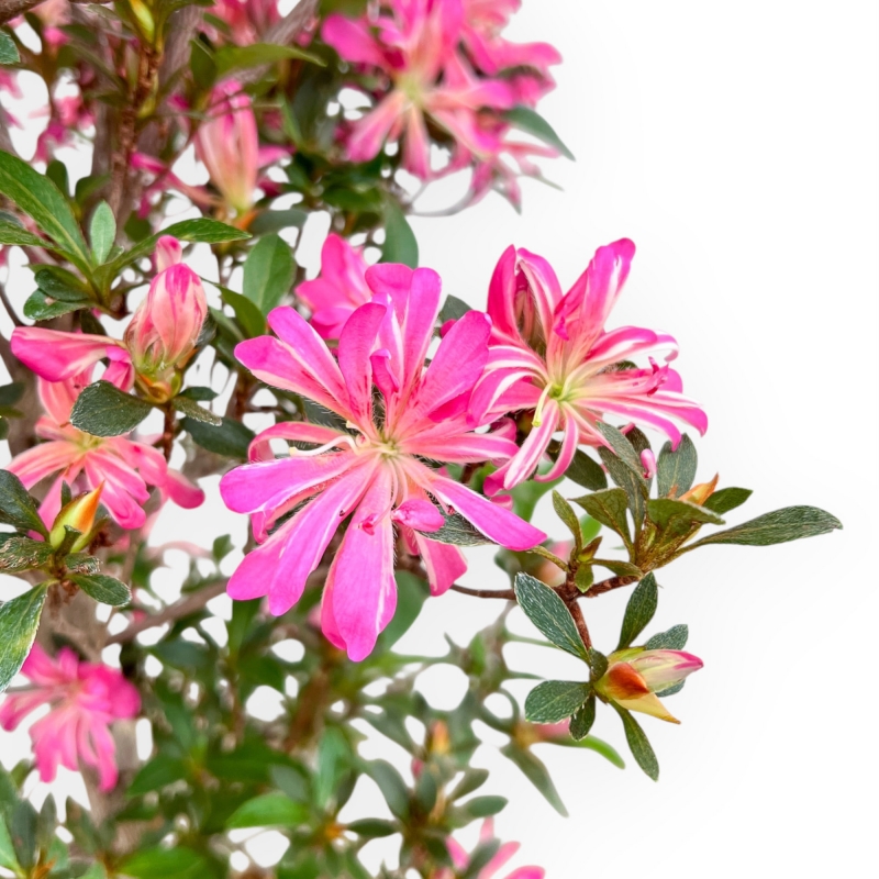 Rhododendron Indicum Hanabin - Azalea - 68 cm