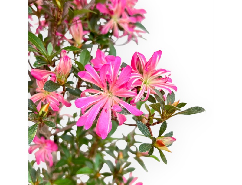 Rhododendron Indicum Hanabin - Azalée - 68 cm