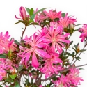 Rhododendron Indicum Hanabin - Azalea - 68 cm