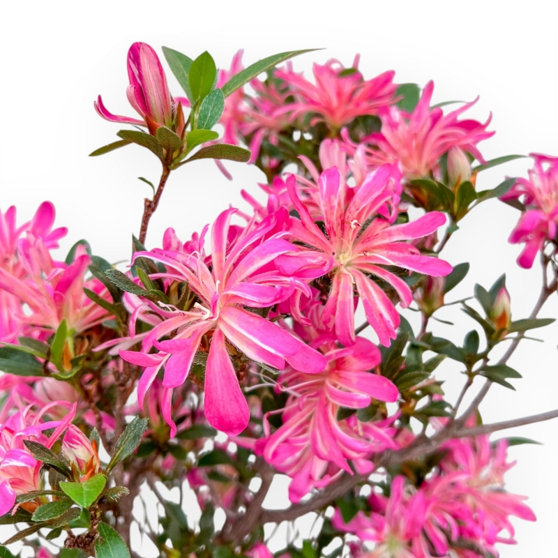 Rhododendron Indicum Hanabin - Azalea - 68 cm
