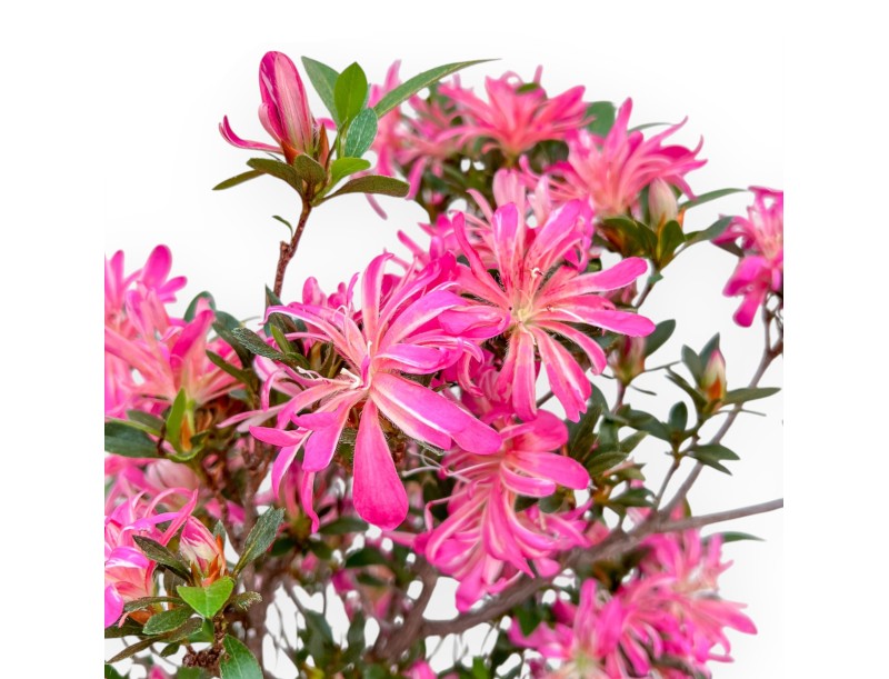 Rhododendron Indicum Hanabin - Azalée - 68 cm