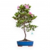 Rhododendron Indicum Hanashishu - Azalea - 67 cm
