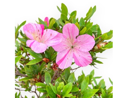 Rhododendron Indicum Hanashishu - Azalée - 67 cm