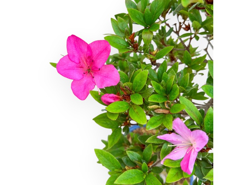 Rhododendron Indicum Hanashishu - Azalée - 67 cm
