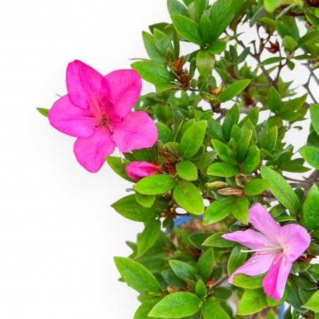 Rhododendron Indicum Hanashishu - Azalée - 67 cm