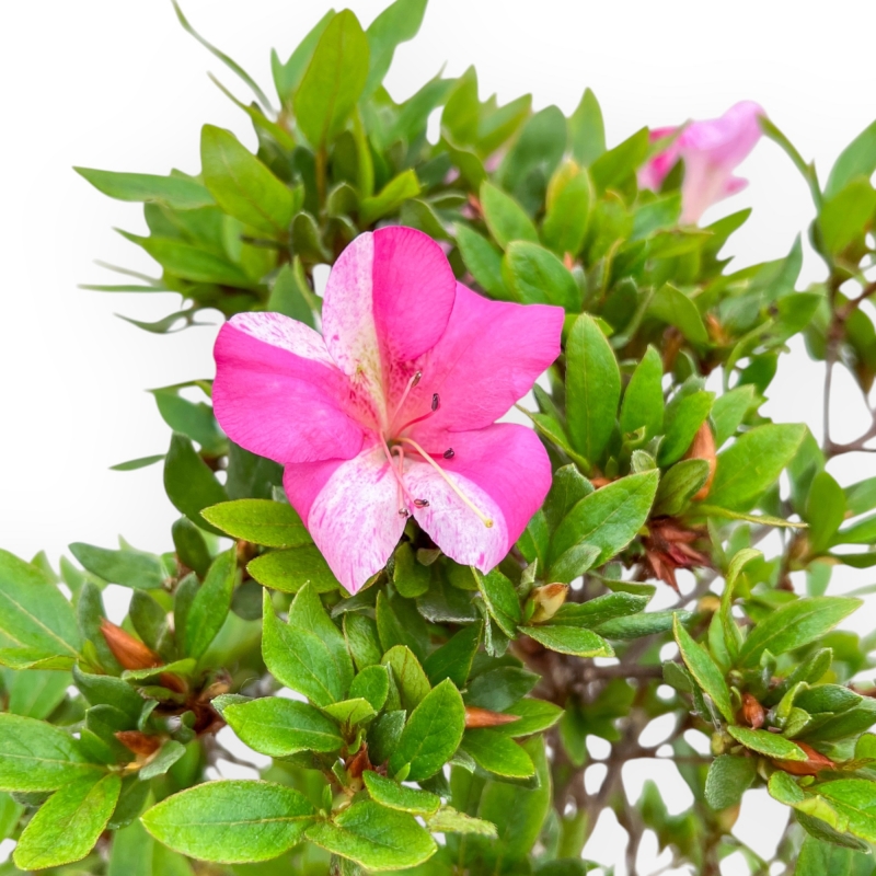 Rhododendron Indicum Hanashishu - Azalea - 67 cm