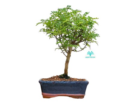 Zanthoxylum Piperitum - Albero del Pepe - da 36 a 28 cm