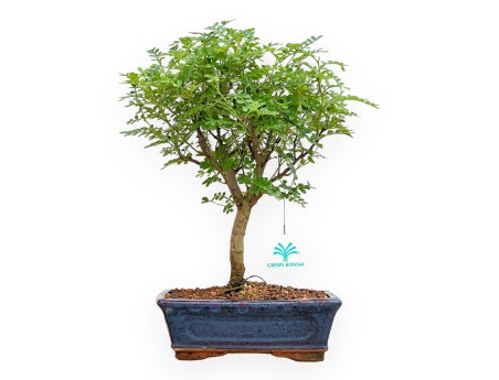 Zanthoxylum Piperitum - Pepper Tree - van 36 tot 28 cm