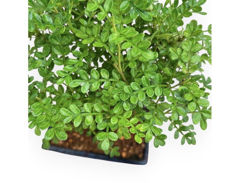 Zanthoxylum Piperitum - Pepper tree - de 36 a 28 cm