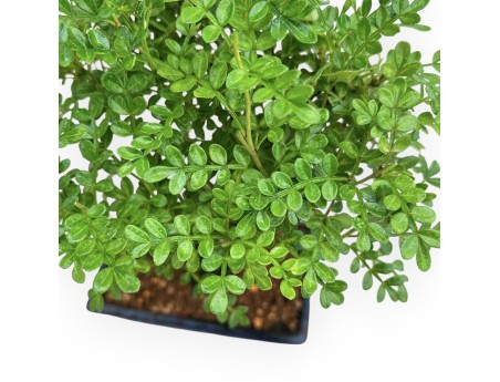 Zanthoxylum Piperitum - Albero del Pepe - da 36 a 28 cm