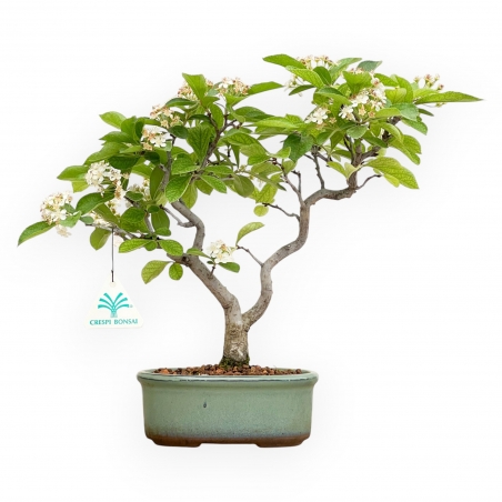 Pourthiaea villosa laevis - 34 cm