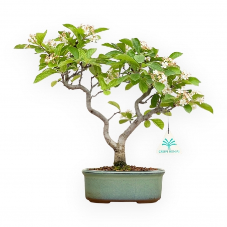 Pourthiaea villosa laevis - 34 cm