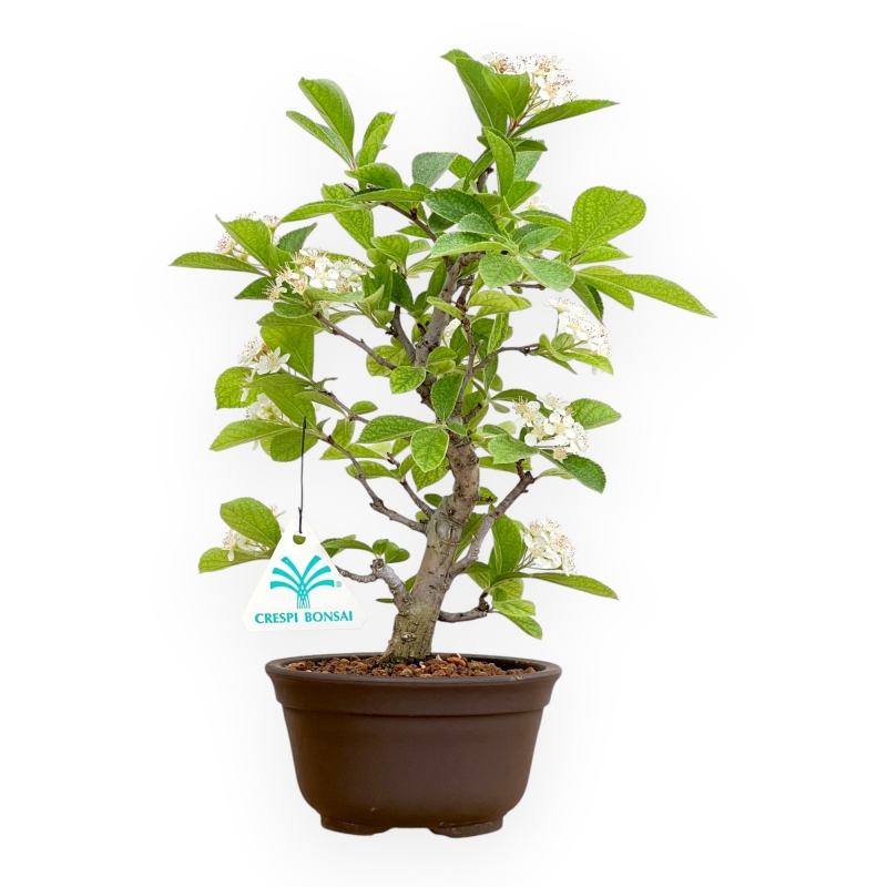 Pourthiaea Villosa - 26 cm