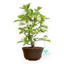 Pourthiaea Villosa - 26 cm