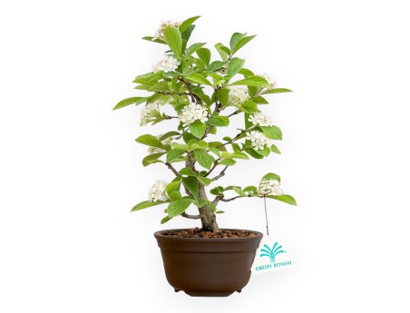 Pourthiaea Villosa - 26 cm