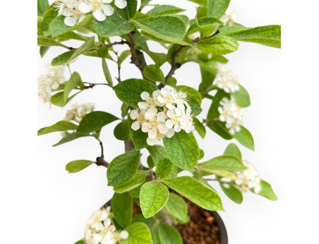 Pourthiaea Villosa - 26 cm