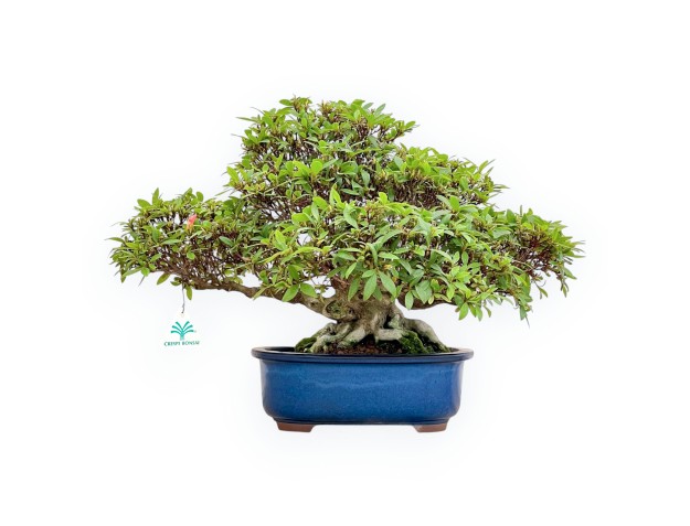 Rhododendron Indicum - Azalée - 36 cm