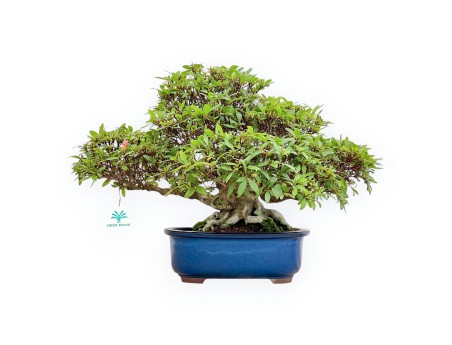 Rhododendron Indicum - Azalea - 36 cm