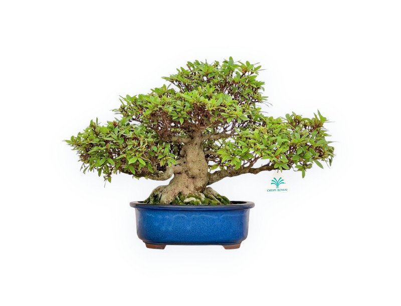 Rhododendron Indicum - Azalée - 36 cm