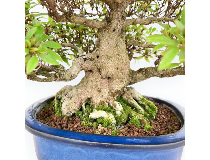 Rhododendron Indicum - Azalea - 36 cm