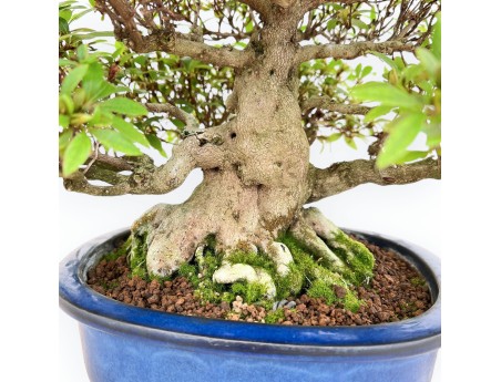 Rhododendron Indicum - Azalée - 36 cm