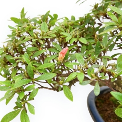 Rhododendron Indicum - Azalea - 36 cm