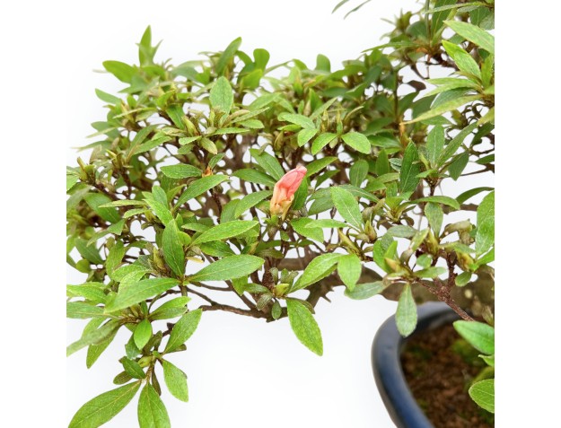 Rhododendron Indicum - Azalée - 36 cm 2