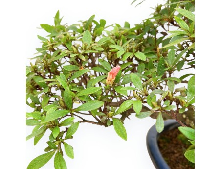 Rhododendron Indicum - Azalea - 36 cm