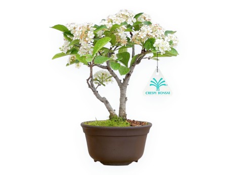 Pourthiaea Villosa - 22 cm