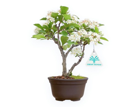 Pourthiaea Villosa - 22 cm