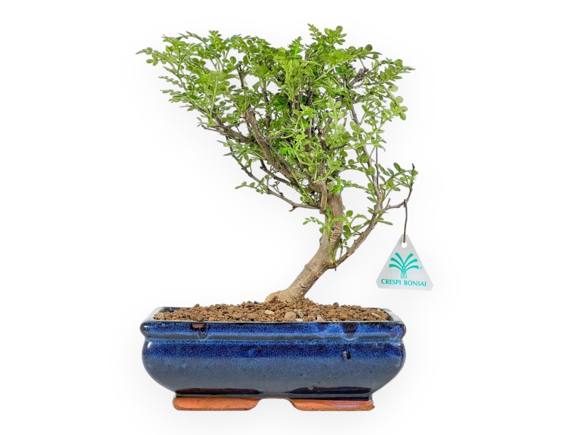 Zanthoxylum Piperitum - Arbre Poivrier - de 36 à 28 cm