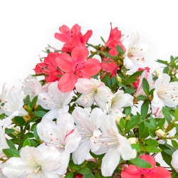 Rhododendron Indicum - Azalea - 33 cm